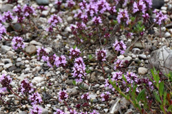 Ottava camminata 8 maggio 2023 parco di Osoppo